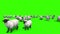 Flock of Sheep Green Screen 3D Rendering Animation