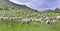 Flock of sheep in greenery grassland in alpine mountain