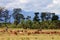 A flock of sheep guided by a shepherd grazing in the pastures