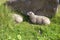 Flock of sheep hiding from the sun, Lofoten Islands, Norway