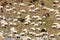 Flock of sheep in the high mountain