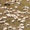 Flock of sheep in the high mountain