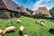 Flock of sheep in highland village. Picturesque rural landscape in Transylvania, Romania, Europe. Splendid morning scene of countr