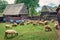 Flock of sheep in highland village. Picturesque rural landscape in Transylvania, Romania, Europe. Splendidmorning scene of