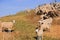A flock of sheep on a hillside awaiting food, autumn