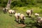 Flock of sheep hurry across green grass in idyllic nature scene