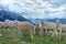 A Flock of Sheep in the Italian Alps