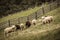 Flock of sheep in an italian mountain pasture