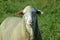 Flock of sheep kept biologically in a meadow