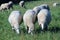 Flock of sheep kept biologically in a meadow
