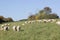 Flock of sheep kept biologically in a meadow