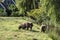 Flock of sheep kept biologically in a meadow in the countryside. Green fields in the mountains with grazing sheeps