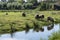 Flock of sheep kept biologically in a meadow in the countryside. Green fields in the mountains with grazing sheeps