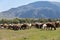 Flock of sheep. Kyrgyzstan