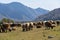 Flock of sheep. Kyrgyzstan