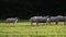Flock of sheep or lambs grazing on grass in English countryside farm field, England