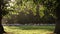 Flock of sheep or lambs grazing on grass in English countryside field between trees, England