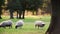 Flock of sheep or lambs grazing on grass in English countryside field between trees, England