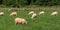 A flock of sheep. Livestock farm in Ireland. Grazing animals on the farm. Herd of sheep on green grass field