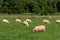 A flock of sheep. Livestock farm, Ireland. Grazing animals on the farm. Herd of sheep on green grass field