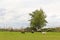 Flock of sheep on lonely countryside in Lower Saxony, Germany