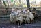 Flock of sheep in low lights rural scene