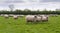 Flock of sheep in meadow
