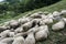 A flock of sheep on the meadow at daegwallyeong sheep farm