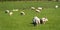 A flock of sheep on a meadow. Livestock farm in Ireland. Grazing animals on the farm. Herd of sheep on green grass field