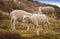 A flock of sheep in a meadow on lush farmland. Shaved sheared wooly sheep eating grass on a field. Wild livestock