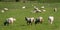 A flock of sheep on a meadow in summer. Livestock farm in Ireland. Grazing animals on the farm. Herd of sheep on green grass field