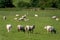 A flock of sheep on a meadow, summer. Livestock farm in Ireland. Grazing animals on the farm. Herd of sheep on green grass field