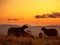 Flock of sheep in a meadow at sunset