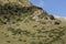 Flock of sheep migrates on a mountain slope in the valley