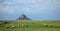 Flock of Sheep at Mont Saint Michel in France