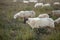 Flock of sheep in moorland landscape