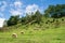 Flock of sheep on Mountain Meadow is blue sky landscape view in the morning. Farming outdoor