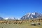 Flock of sheep on mountain pasture