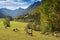 Flock of sheep in a mountain valley