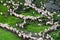 Flock of sheep on the mountains in Romania