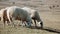 A flock of sheep moves through the mountains