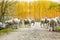 Flock of sheep moving on dirt road