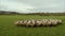 Flock of Sheep Moving at Farm Field, UK