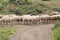 Flock of sheep moving on spring pasture.