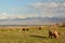 Flock of sheep near Issyk-Kul lake. Balykchy. Kyrgyzstan