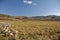 Flock of sheep in open landscape farm scenery