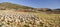 Flock of sheep in open landscape farm scenery