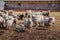 Flock of sheep in an open stall in the farm