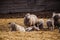 Flock of sheep in an open stall in the farm