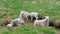 Flock of sheep in a pasture, cute lambs graze on a green meadow between mountains, Summer in Iceland. Organic wool and